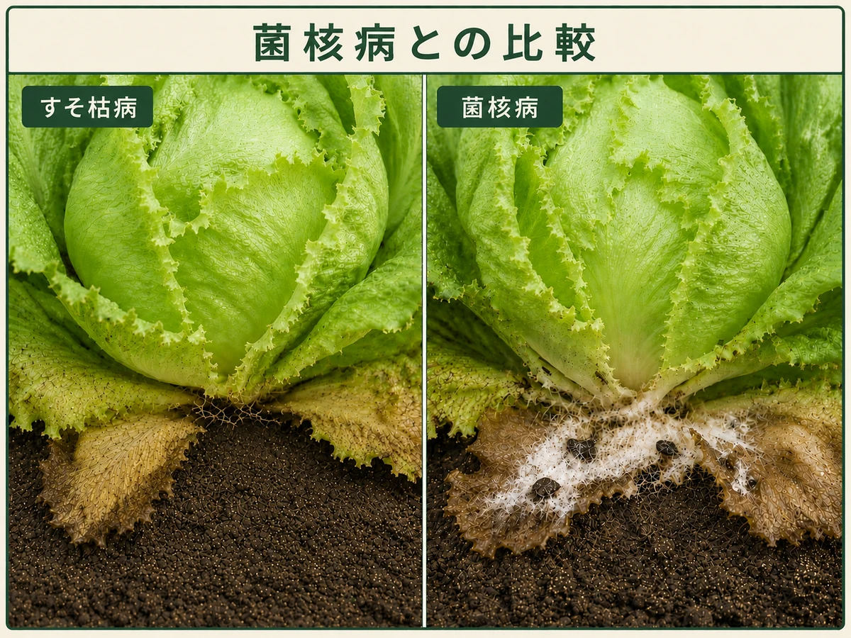 レタスすそ枯病の淡褐色の菌糸と菌核病の白い菌糸と黒い菌核を比較したレタス