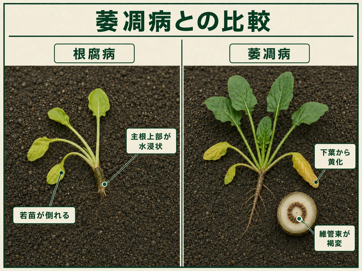 ホウレンソウ根腐病の主根上部の水浸状腐敗と萎凋病の下葉黄化・維管束褐変を比較した図解