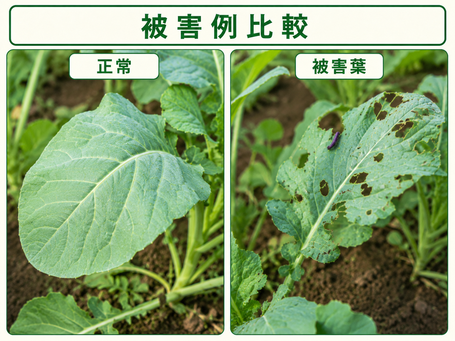 正常なアブラナ科の葉とカブラハバチの食害が出た葉の比較