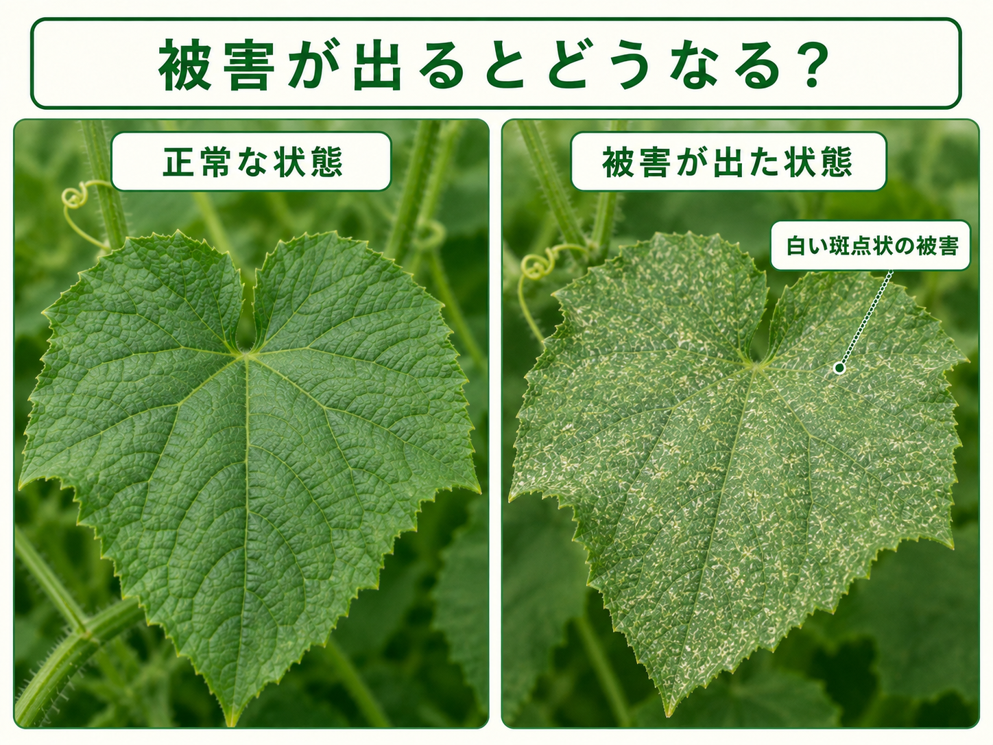 正常な葉とハダニ類の被害が出た葉の比較