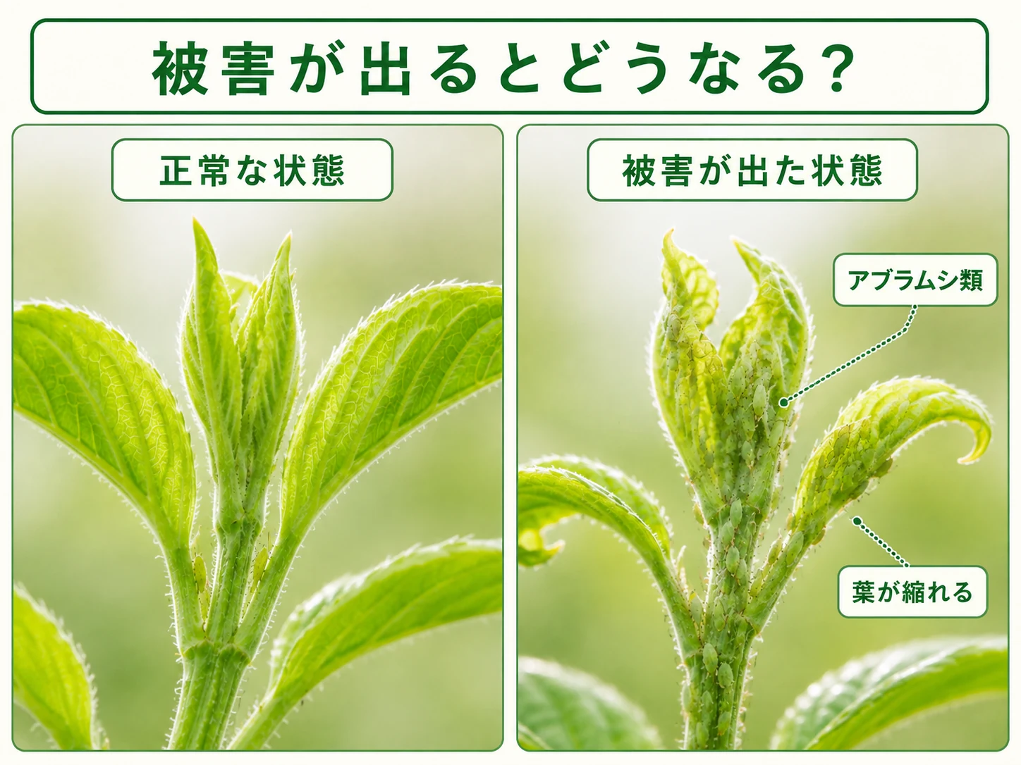 正常な葉とアブラムシ類の被害が出た葉の比較