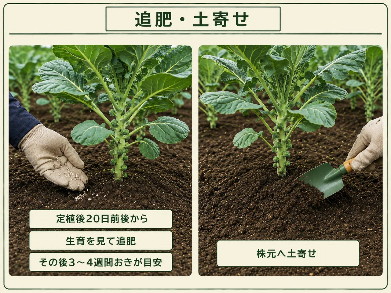 芽キャベツの定植後20日前後から生育を見て追肥し株元へ土寄せする方法