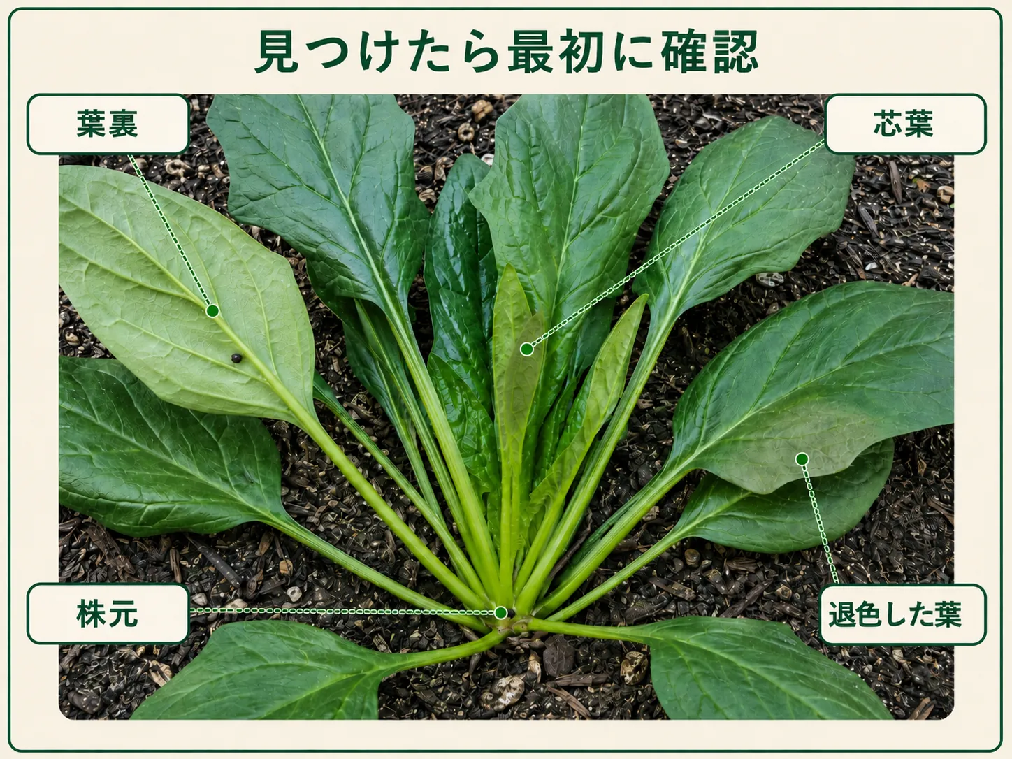 ハクサイダニを見つけたときに確認するホウレンソウの葉裏、芯葉、株元、退色した葉