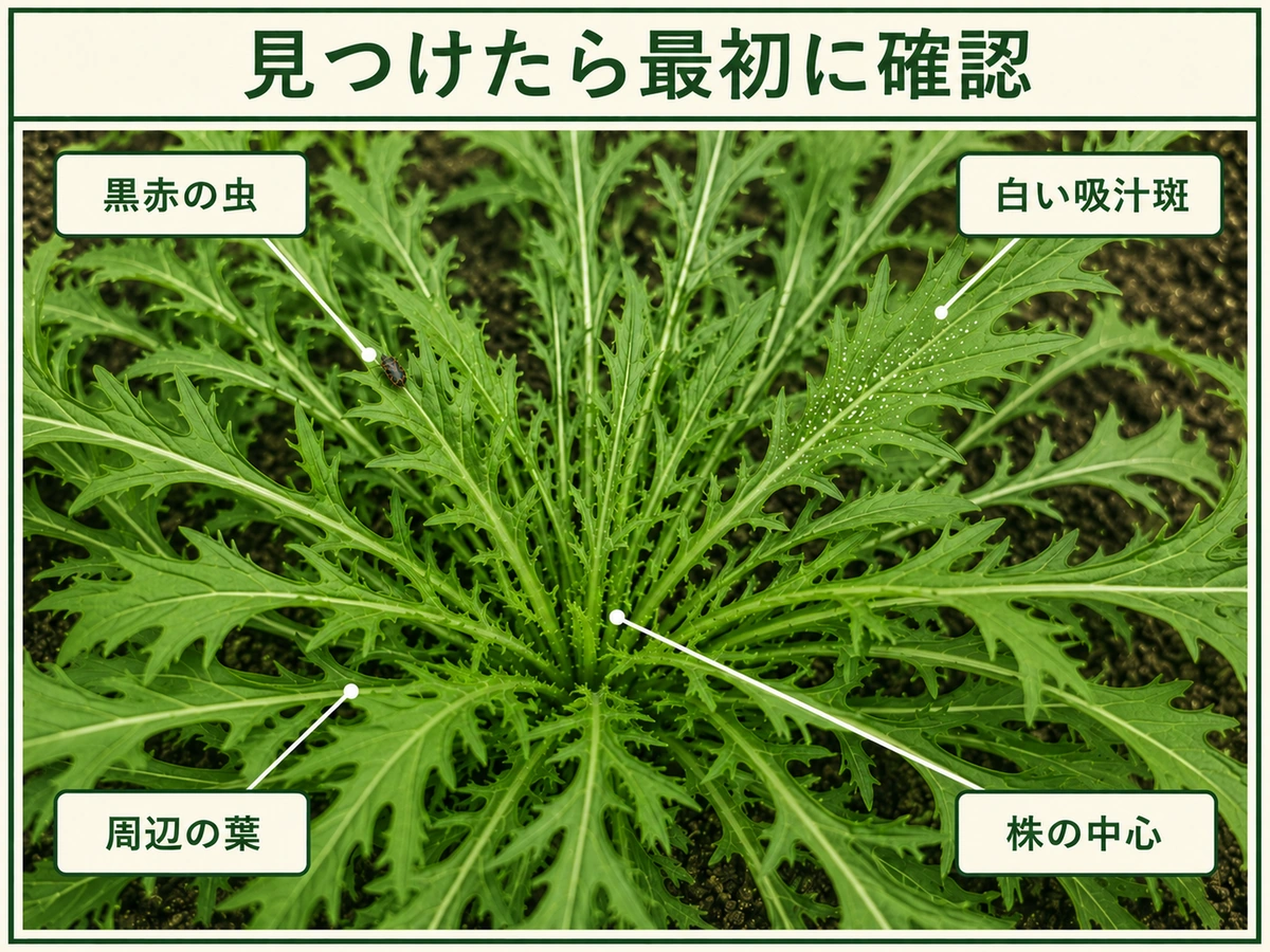 ナガメを見つけたときに確認する黒赤の虫、白い吸汁斑、周辺の葉、株の中心を示した図解