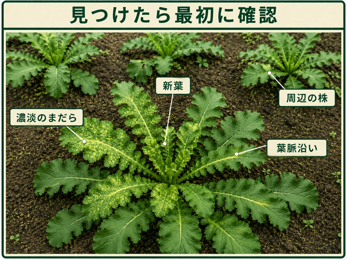 アブラナ科モザイク病を見つけたときに確認するダイコンの濃淡のまだら、新葉、葉脈沿い、周辺株を示した図解