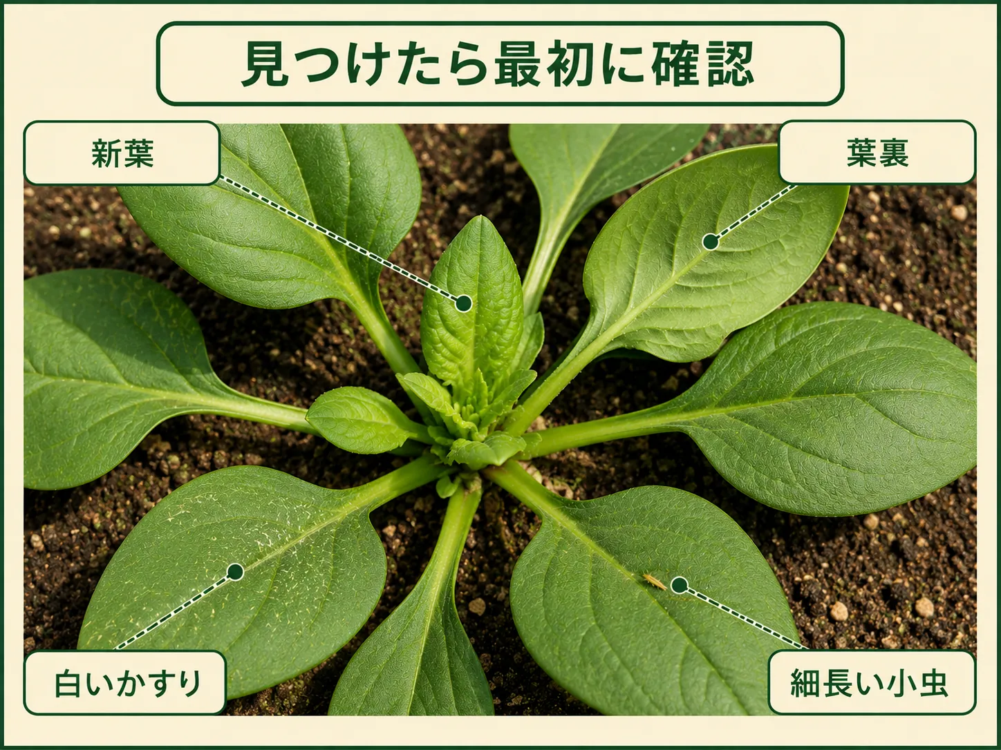 アザミウマ類を見つけたときに確認するホウレンソウの新葉、葉裏、白いかすり、細長い小虫