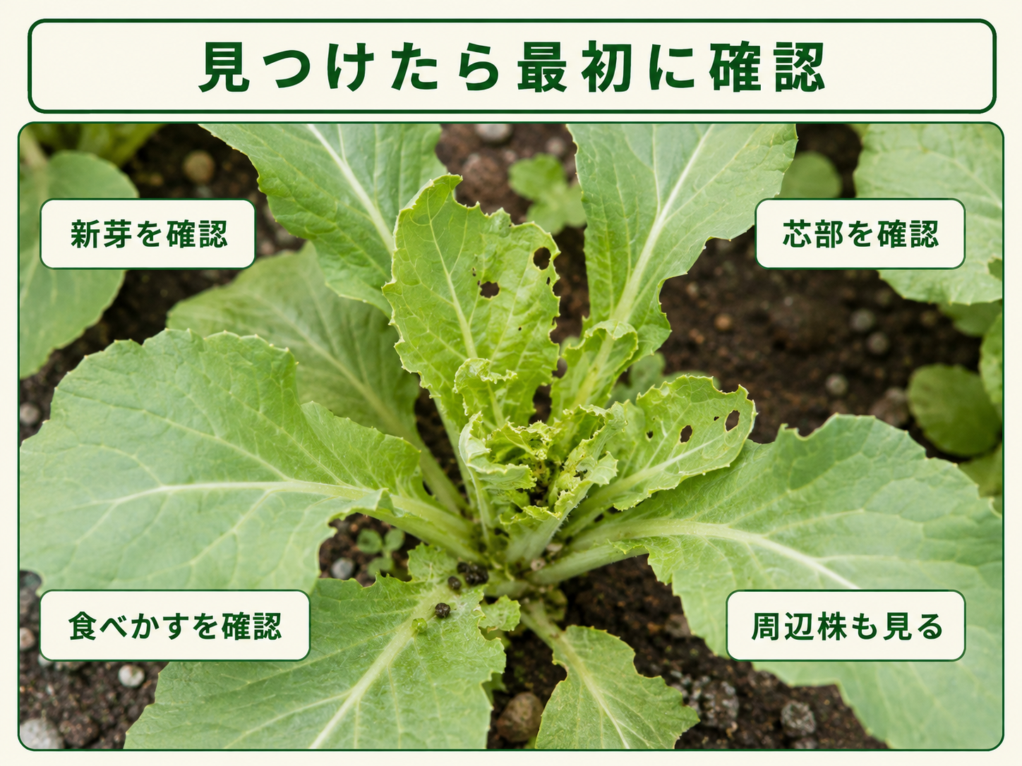 ハイマダラノメイガを見つけたときに確認する新芽と芯部