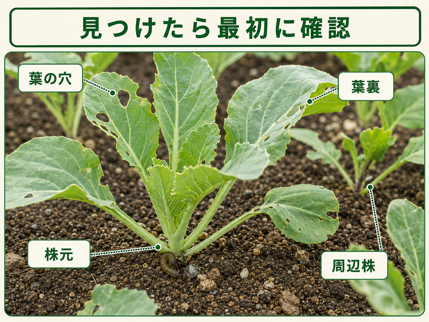 ヨトウムシ類を見つけたときに確認する葉裏と株元