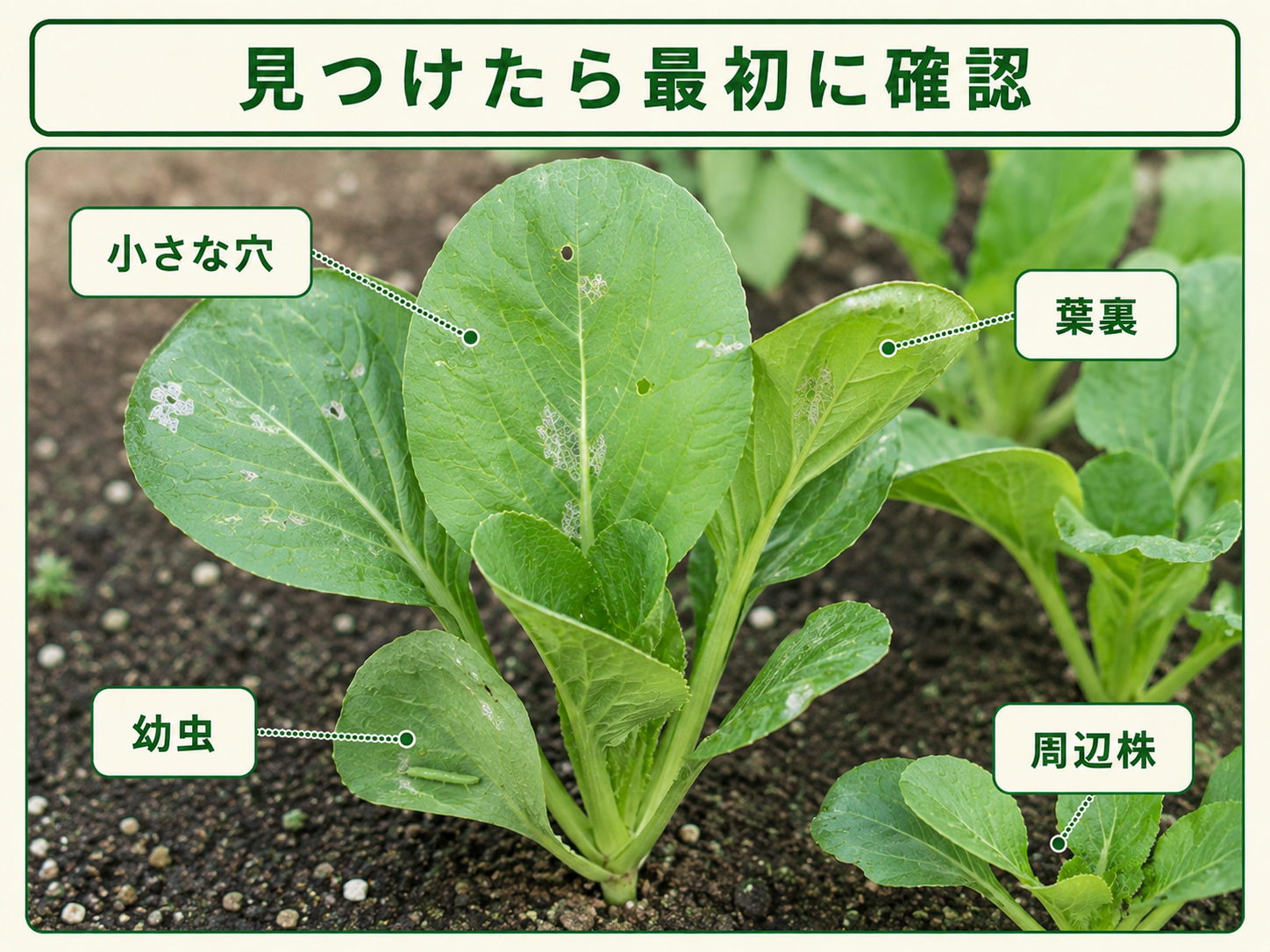 コナガを見つけたときに確認する小さな穴と葉裏の幼虫