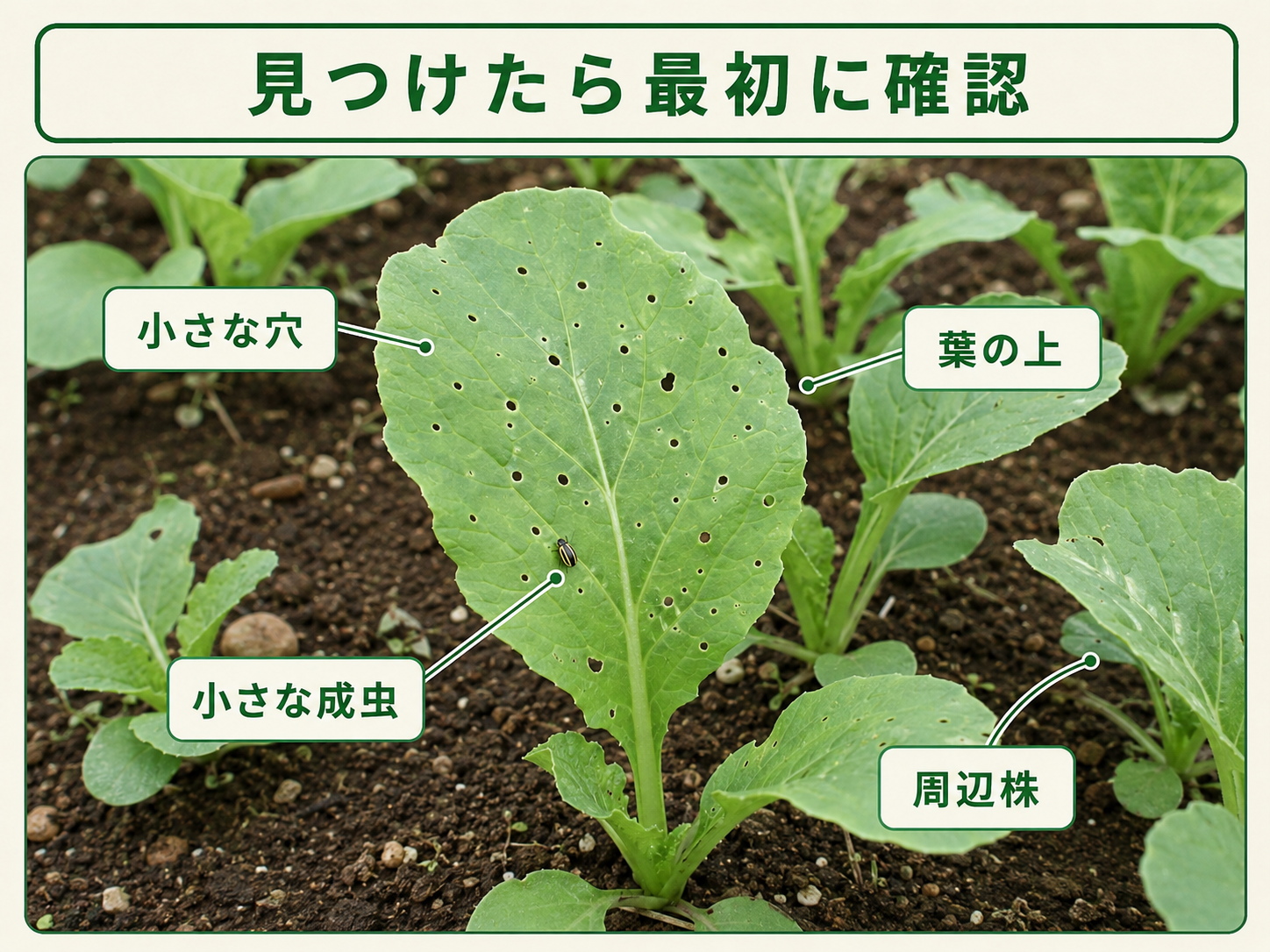 キスジノミハムシを見つけたときに確認する小さな穴と葉上の成虫、周辺株