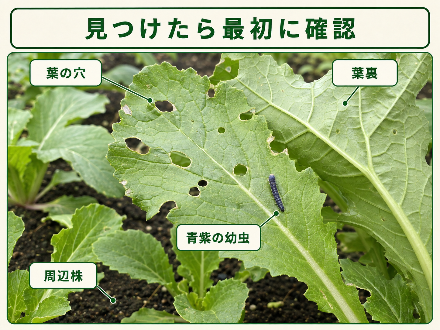 カブラハバチを見つけたときに確認する葉の穴、青紫色の幼虫、葉裏と周辺株