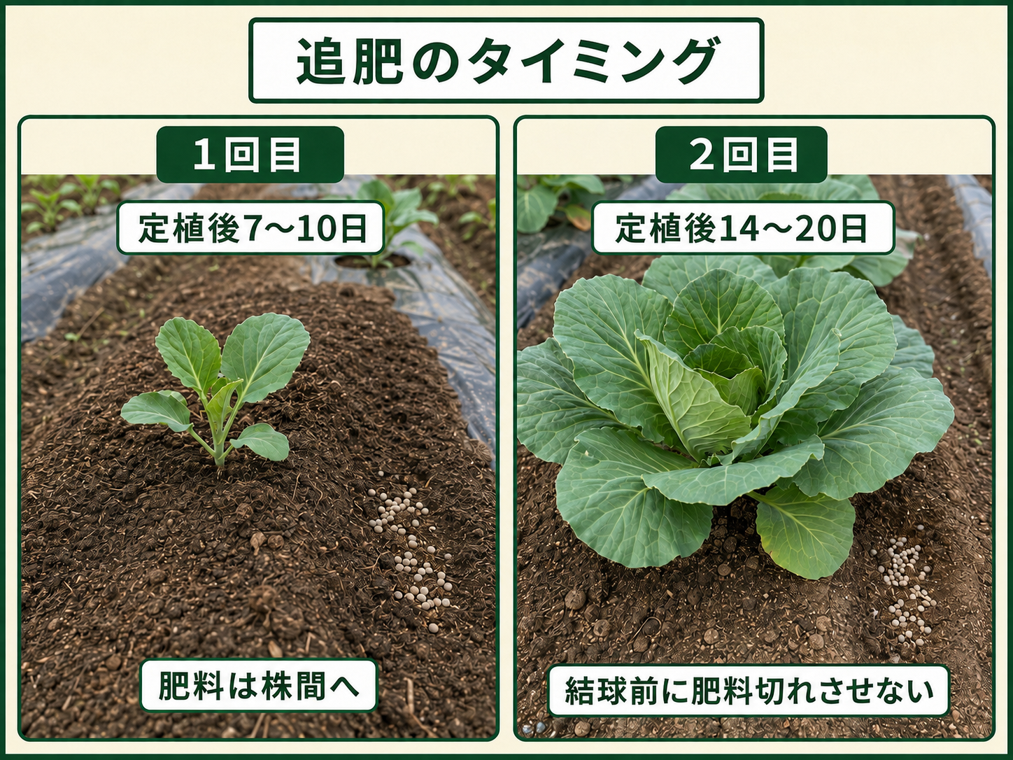 夏まきキャベツの定植後7〜10日と14〜20日ごろの追肥タイミング