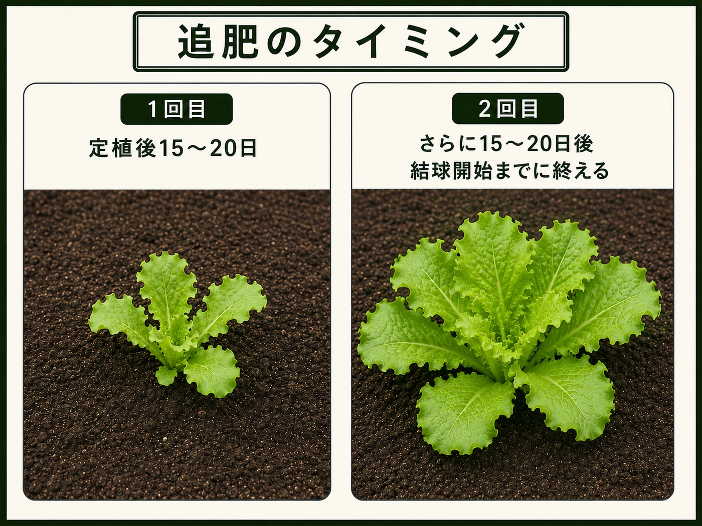 夏まきレタスの定植後15〜20日とその15〜20日後の追肥タイミング