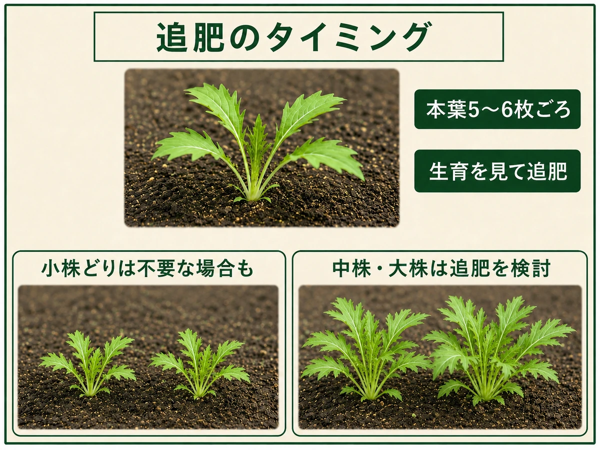 本葉5〜6枚ごろのミズナで生育を見ながら追肥を判断する方法