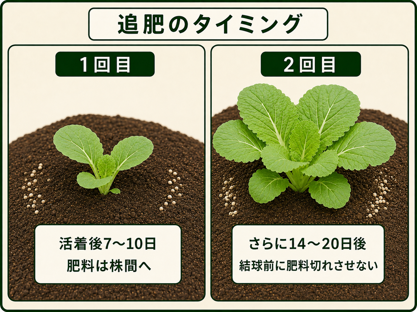 ハクサイの活着後と結球前に株間へ追肥するタイミング