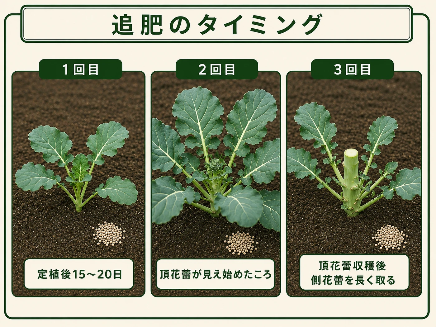 ブロッコリーの定植後15〜20日ごろ、頂花蕾形成時、収穫後の追肥タイミング