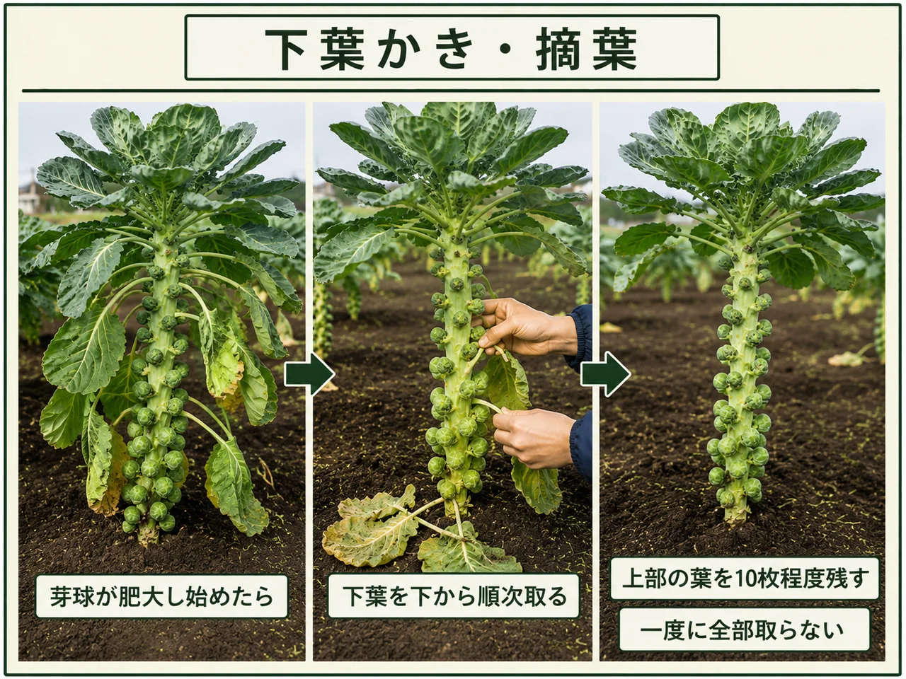 芽球が肥大し始めた芽キャベツで上部の葉を10枚程度残し下葉を順次取る方法