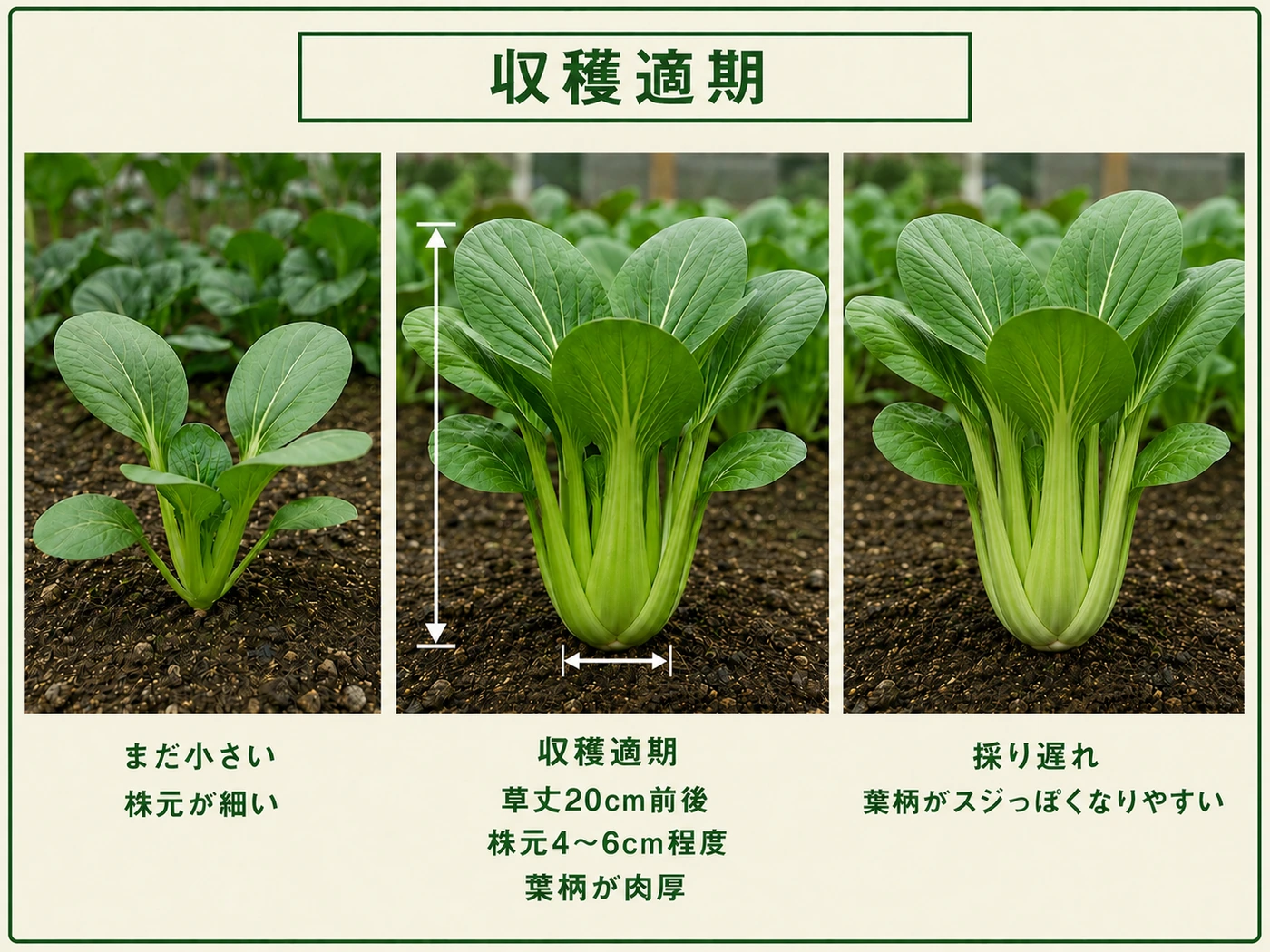 チンゲンサイの草丈20cm前後と株元4〜6cm程度を目安にした収穫適期