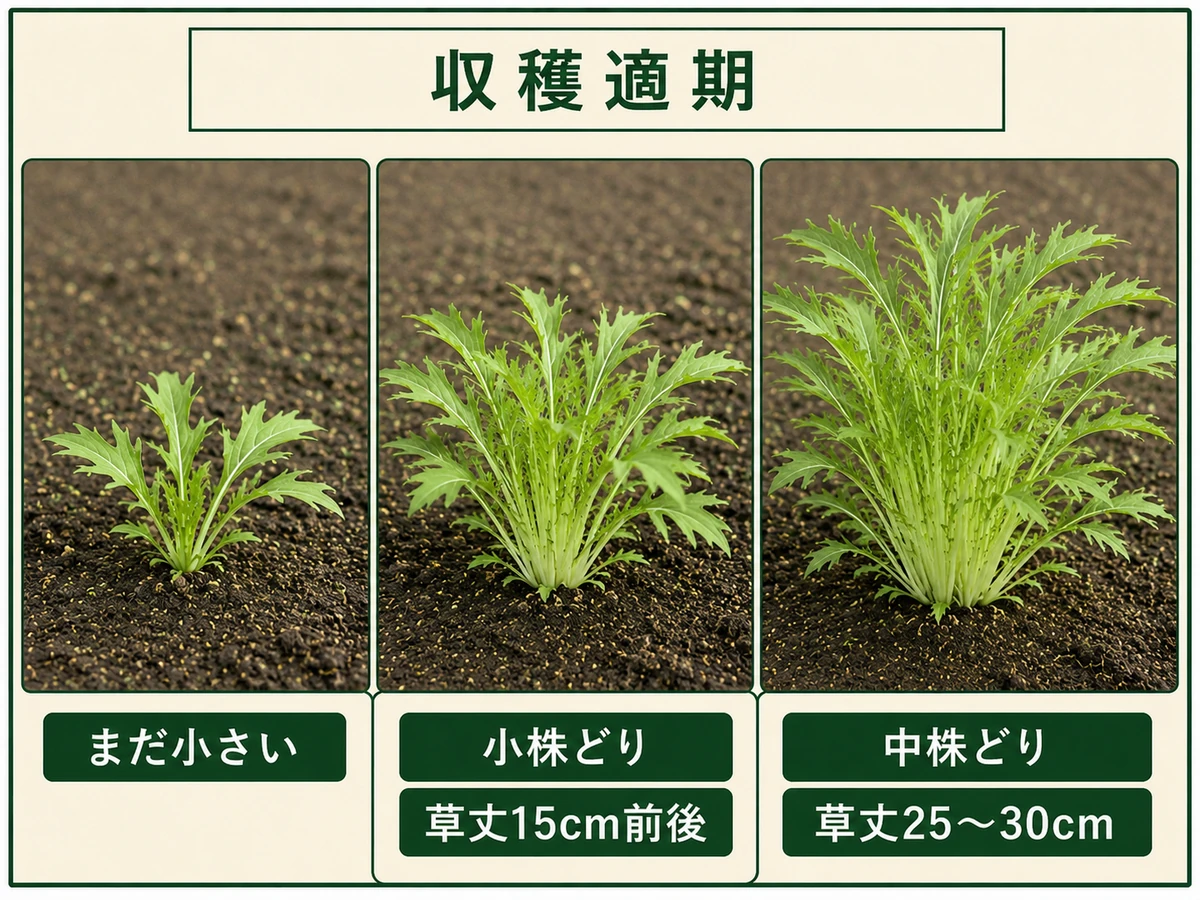 草丈15cm前後の小株と25〜30cmの中株を示したミズナの収穫適期