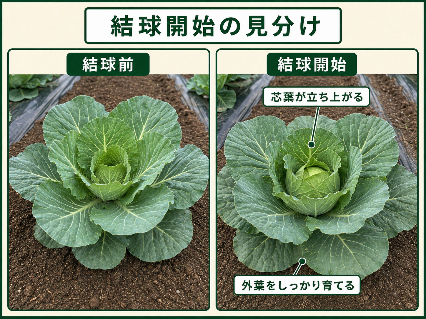 外葉が育ち芯葉が立ち上がるキャベツの結球開始の見分け