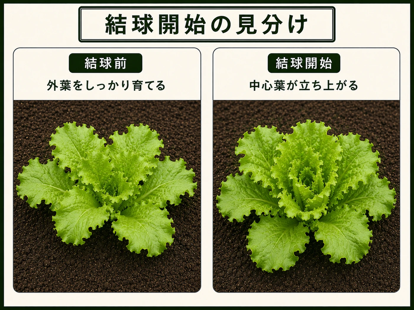 外葉が育ち中心葉が立ち上がるレタスの結球開始の見分け
