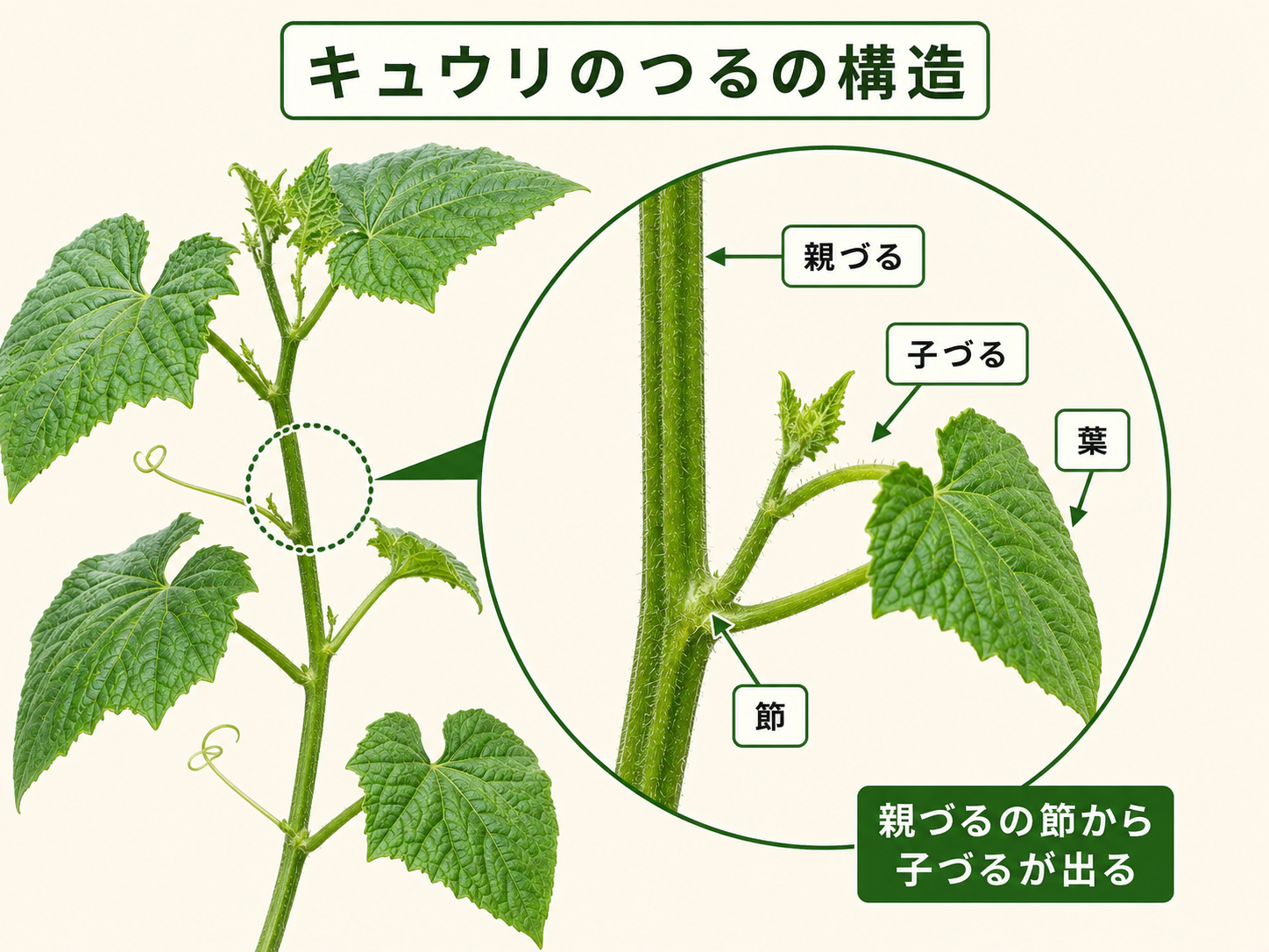 キュウリの親づると子づるの位置