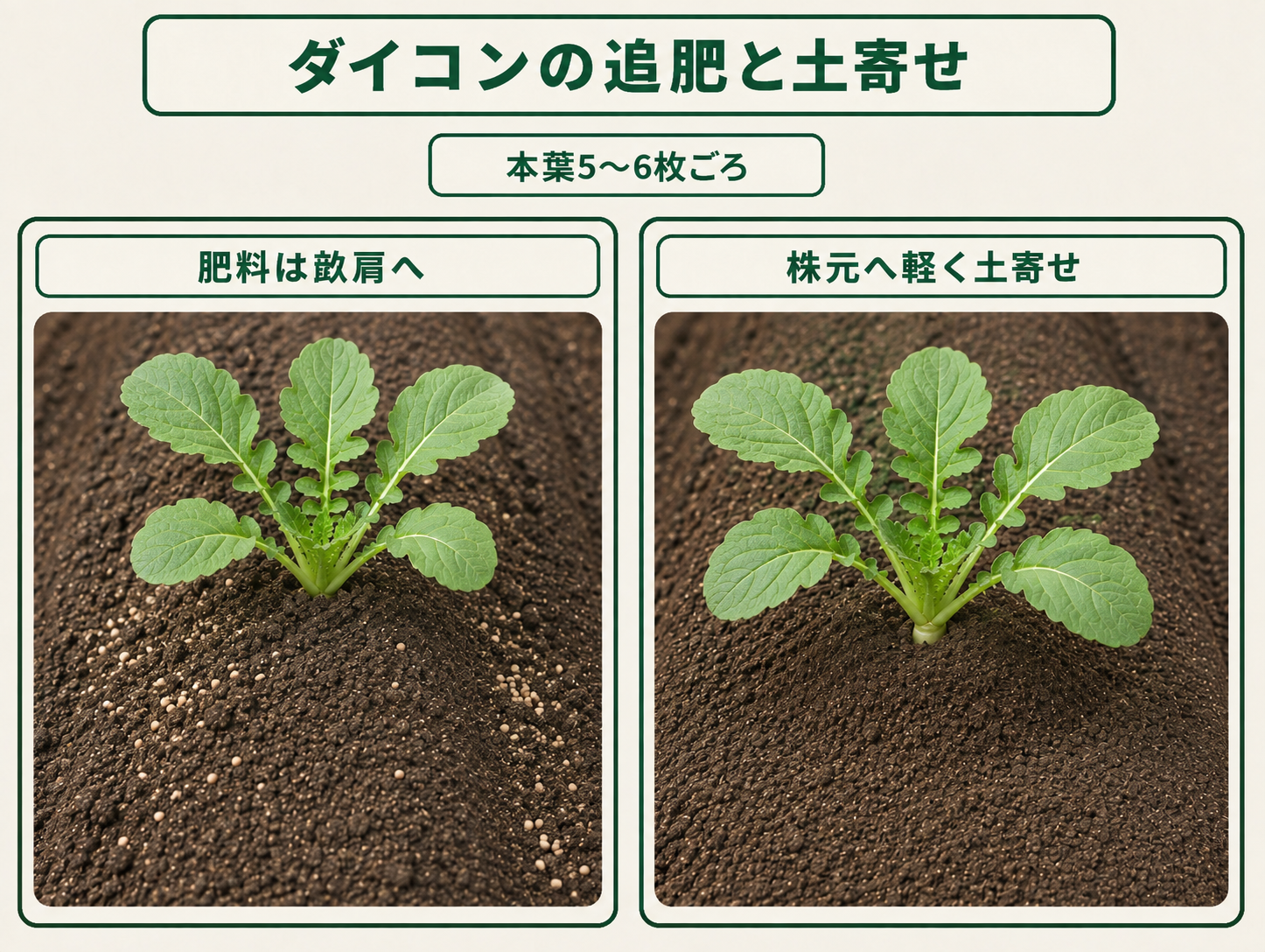 ダイコンの本葉5〜6枚ごろに畝肩へ追肥し株元へ土寄せする方法
