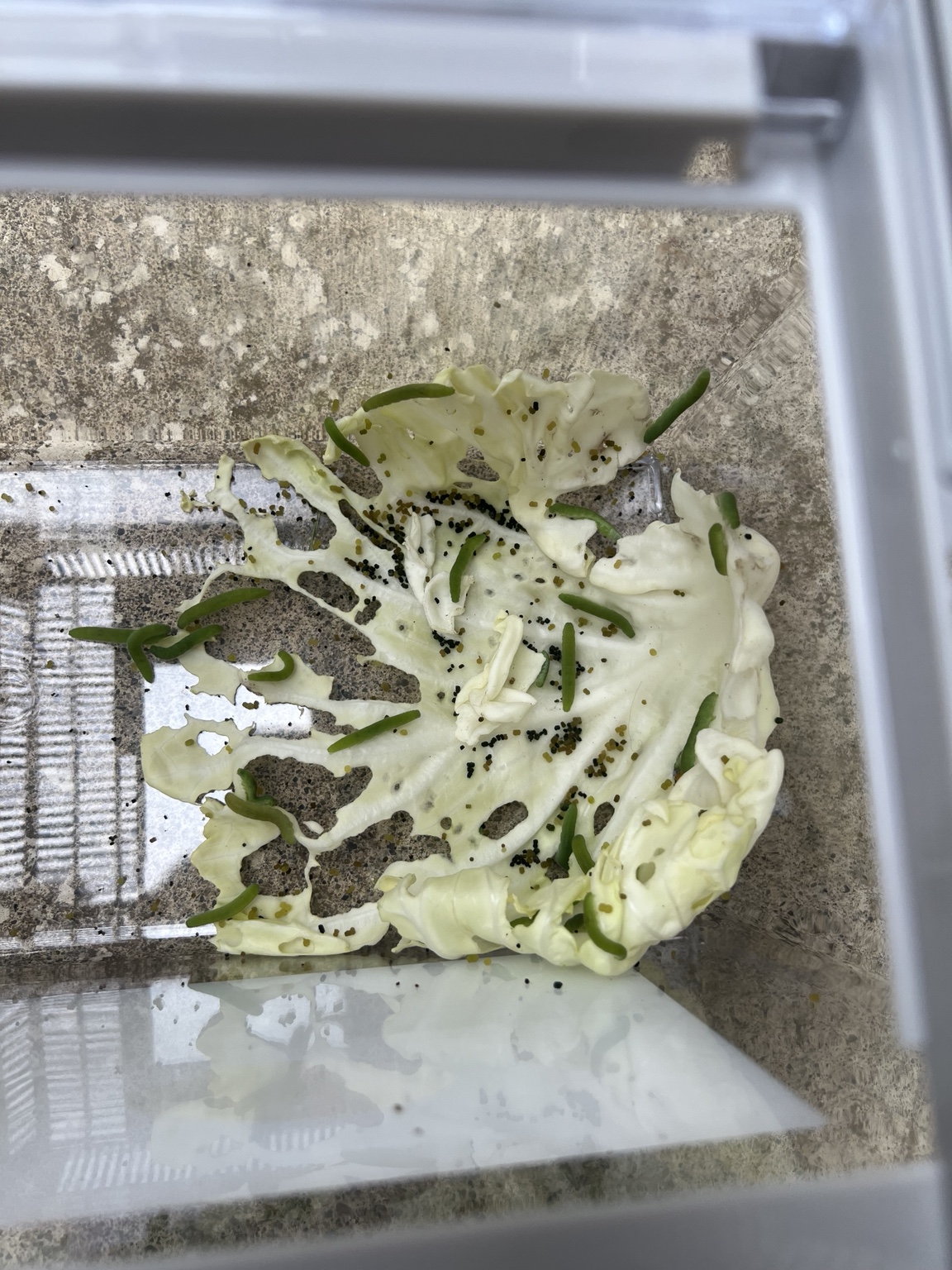 観察開始6時間20分後に葉肉が大きく減ったキャベツ
