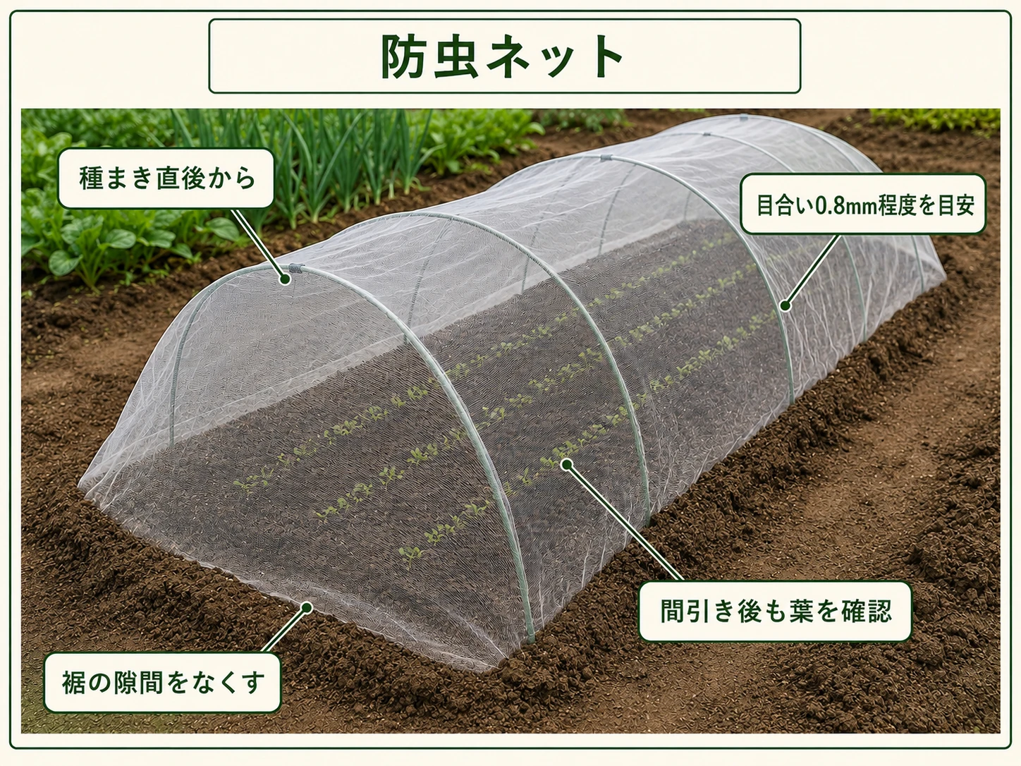 コマツナの種まき直後から0.8mm程度の防虫ネットを掛けて裾を閉じる方法