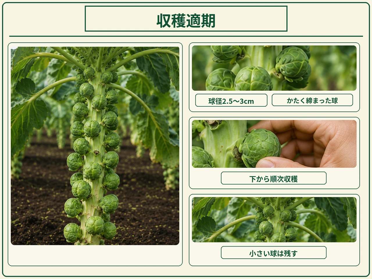 球径2.5〜3cmでかたく締まった芽キャベツを下から順次収穫する方法