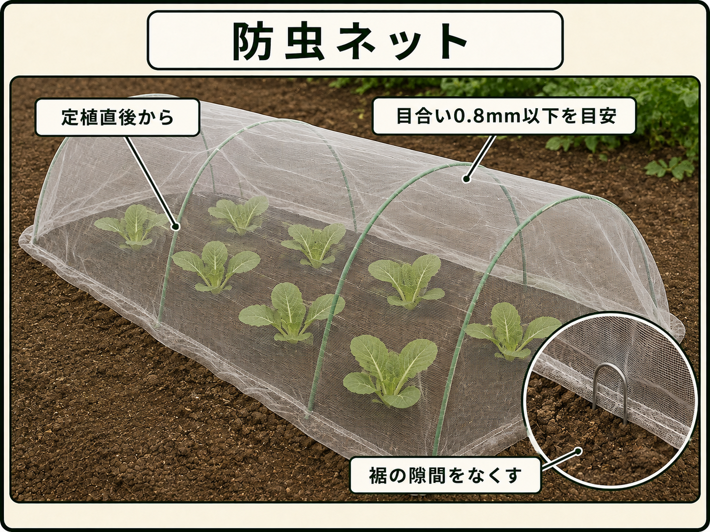 定植直後のハクサイを0.8mm以下の防虫ネットで守る方法