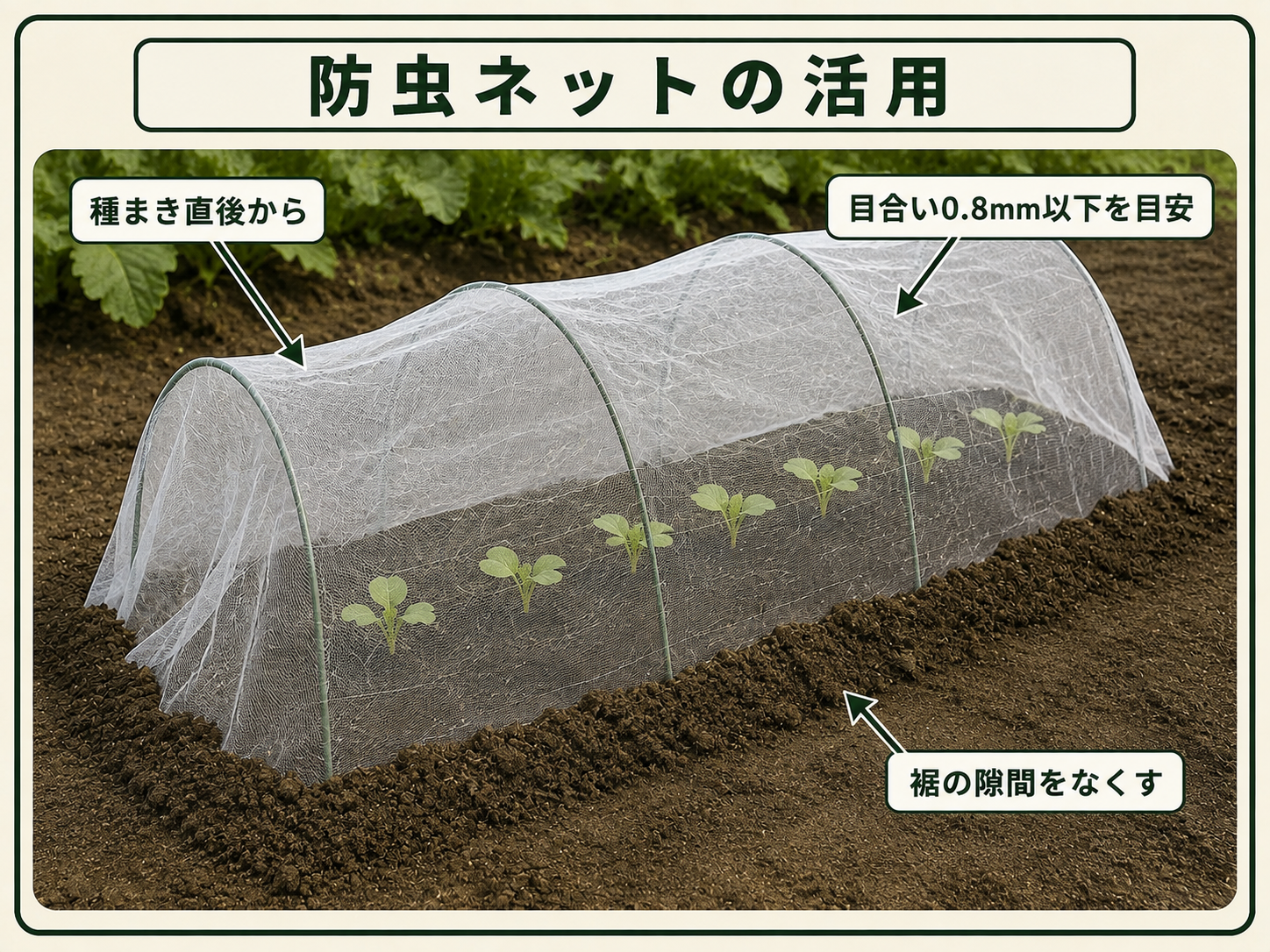 ダイコンの種まき直後から0.8mm以下の防虫ネットを張り裾を土で押さえる方法