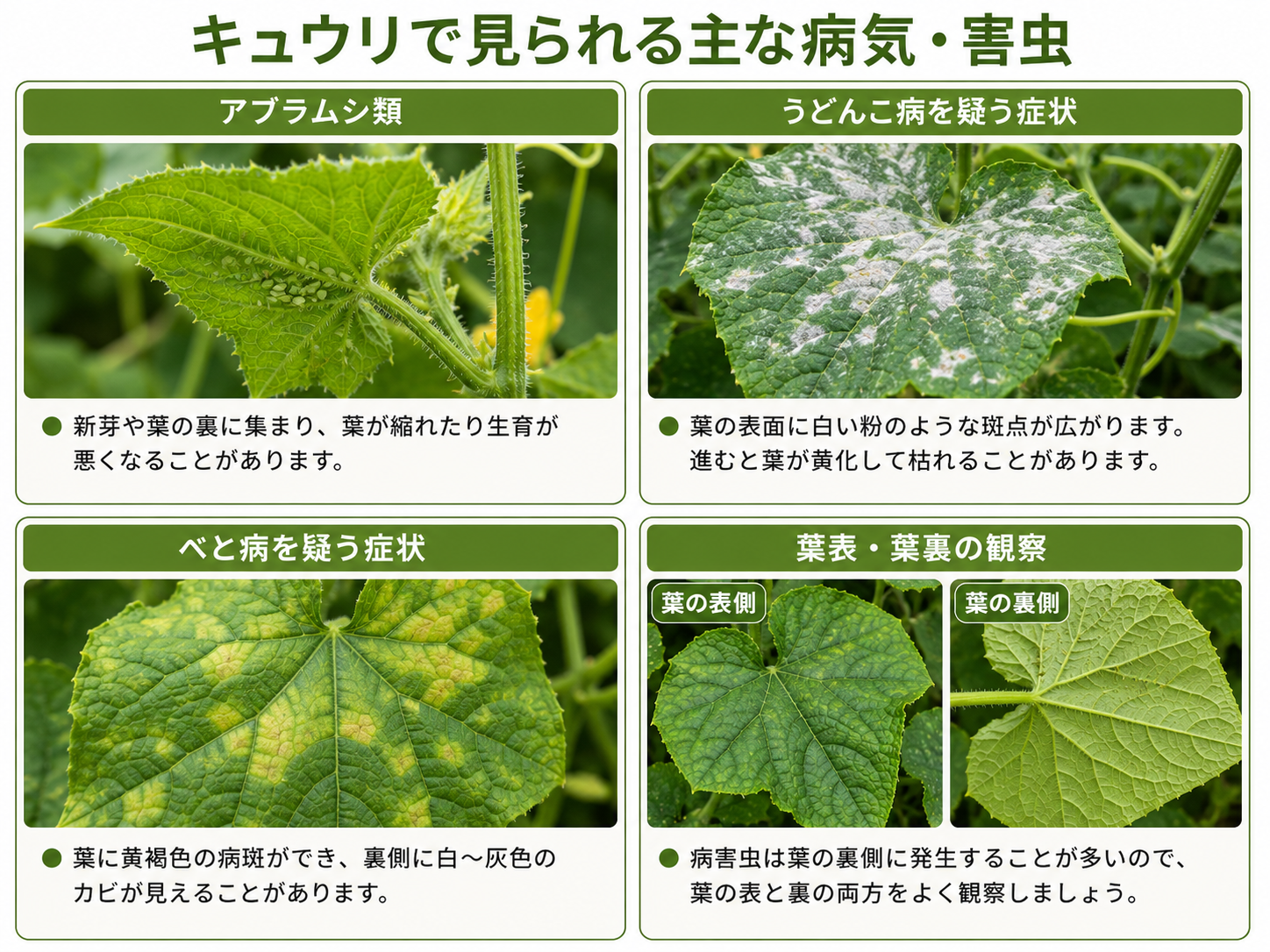 キュウリで見られる主な病気や害虫の観察ポイント