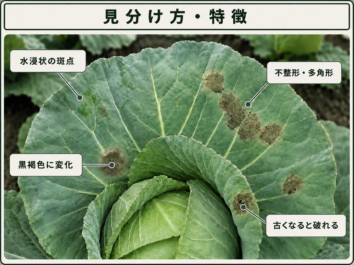 黒斑細菌病の水浸状斑点、黒褐色病斑、不整形・多角形、古い病斑の破れを示したキャベツの葉