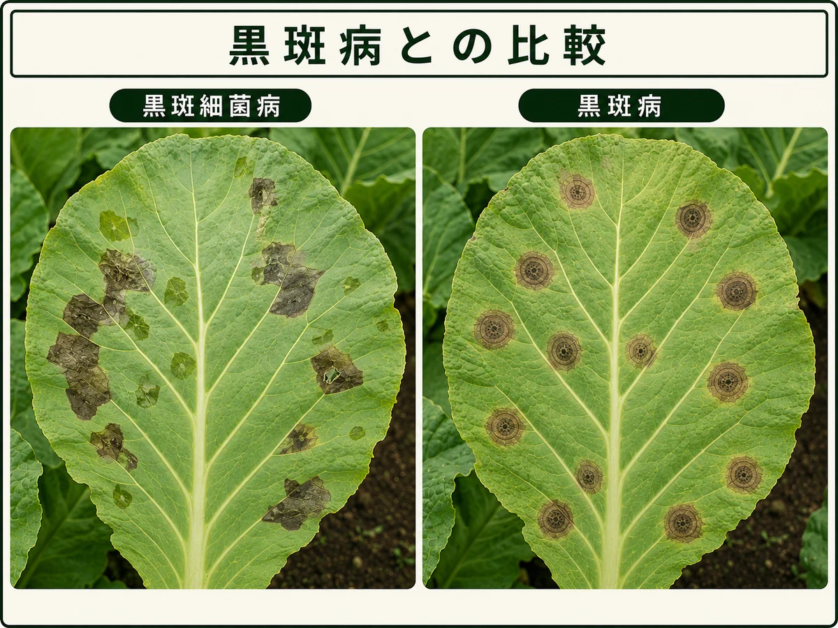 黒斑細菌病の不整形病斑と黒斑病の輪紋病斑を比較したキャベツの葉