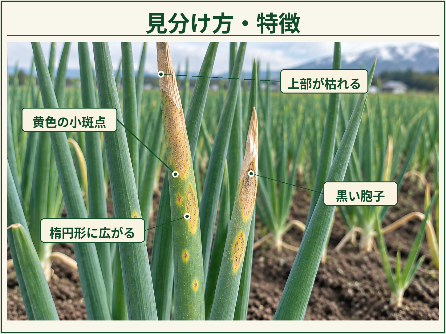 ネギ黄斑病の見分け方として黄色の小斑点、楕円形に広がる病斑、黒い胞子、上部の葉枯れを示した図解