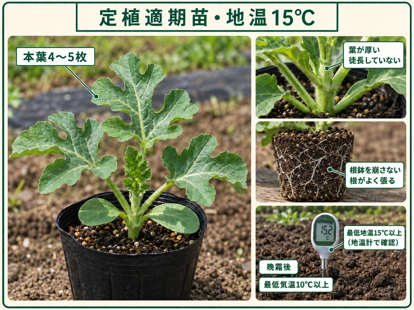 本葉3〜4枚の健全なスイカ苗を地温15℃以上で定植する適期の目安