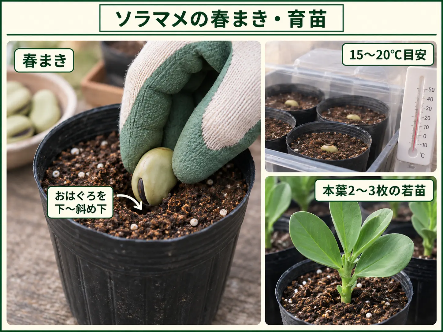 寒冷地でソラマメを春まきしポット育苗する方法