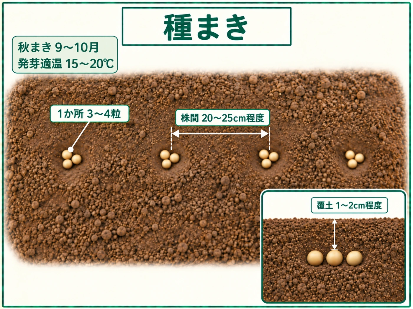 越冬可能な寒冷地でサヤエンドウを点まきし1か所3〜4粒、株間20〜25cm、覆土1〜2cmでまく方法