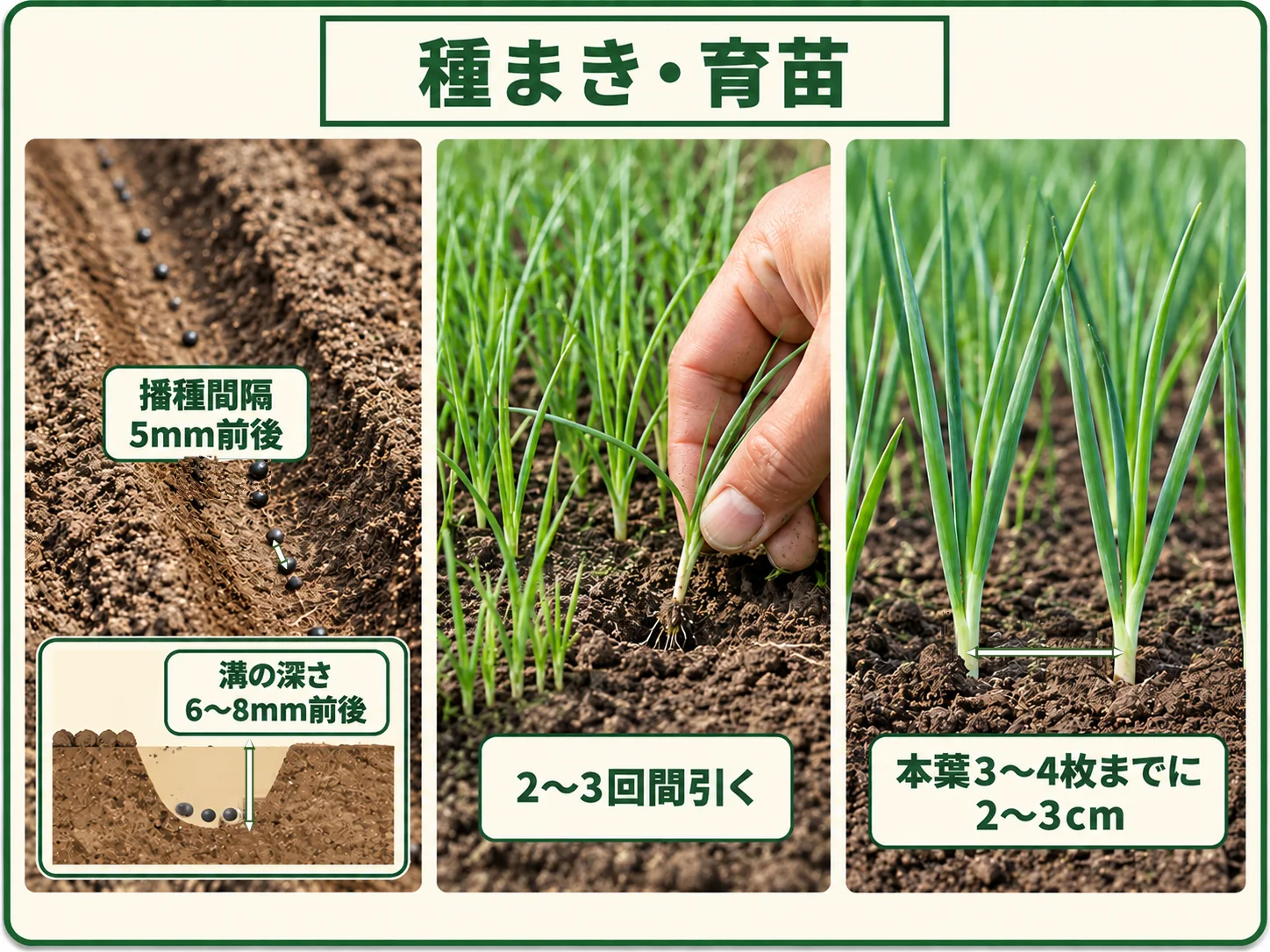 長ネギを5mm前後の間隔でまき、本葉3〜4枚までに株間2〜3cmへ間引く育苗方法