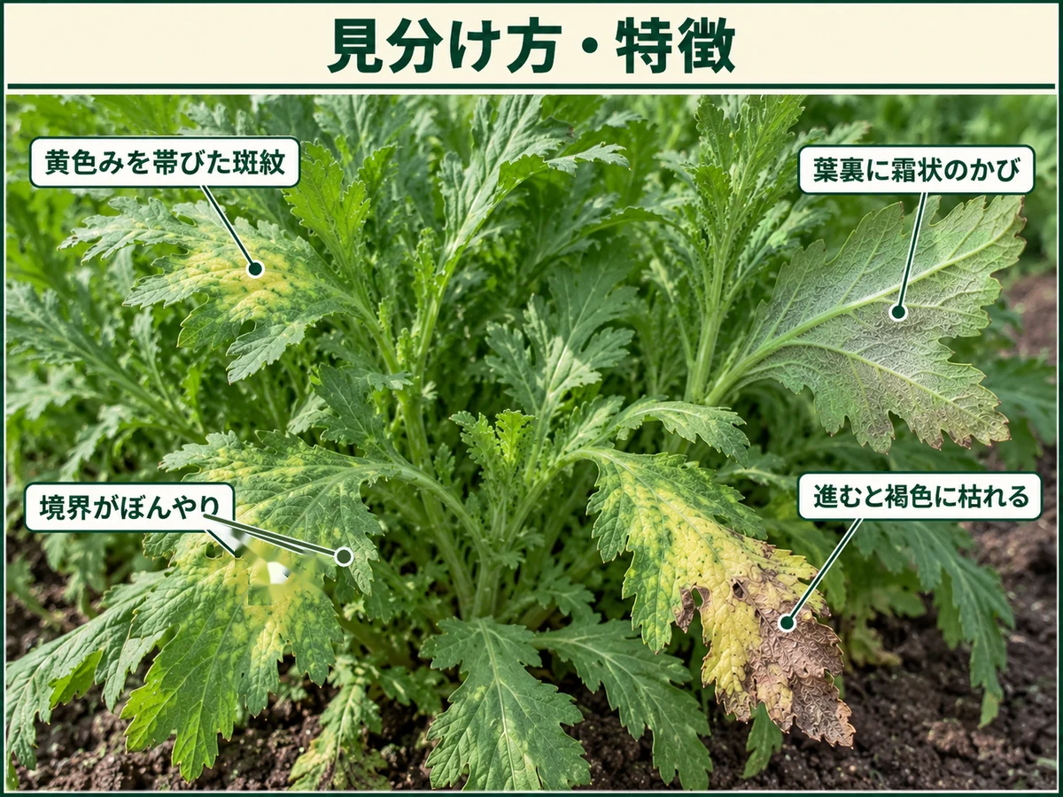 シュンギクべと病の見分け方として黄色みを帯びた斑紋、ぼんやりした境界、葉裏の霜状のかび、褐色の枯れを示した図解