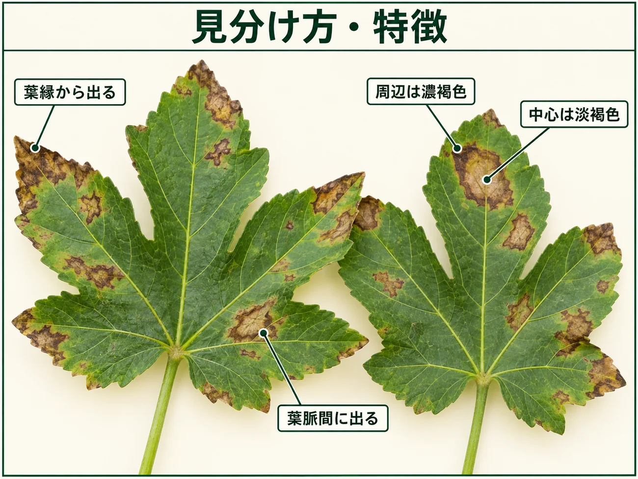 オクラ葉枯細菌病の見分け方として葉縁や葉脈間の不整形病斑、褐色の周辺部、淡褐色の中央部を示した図解