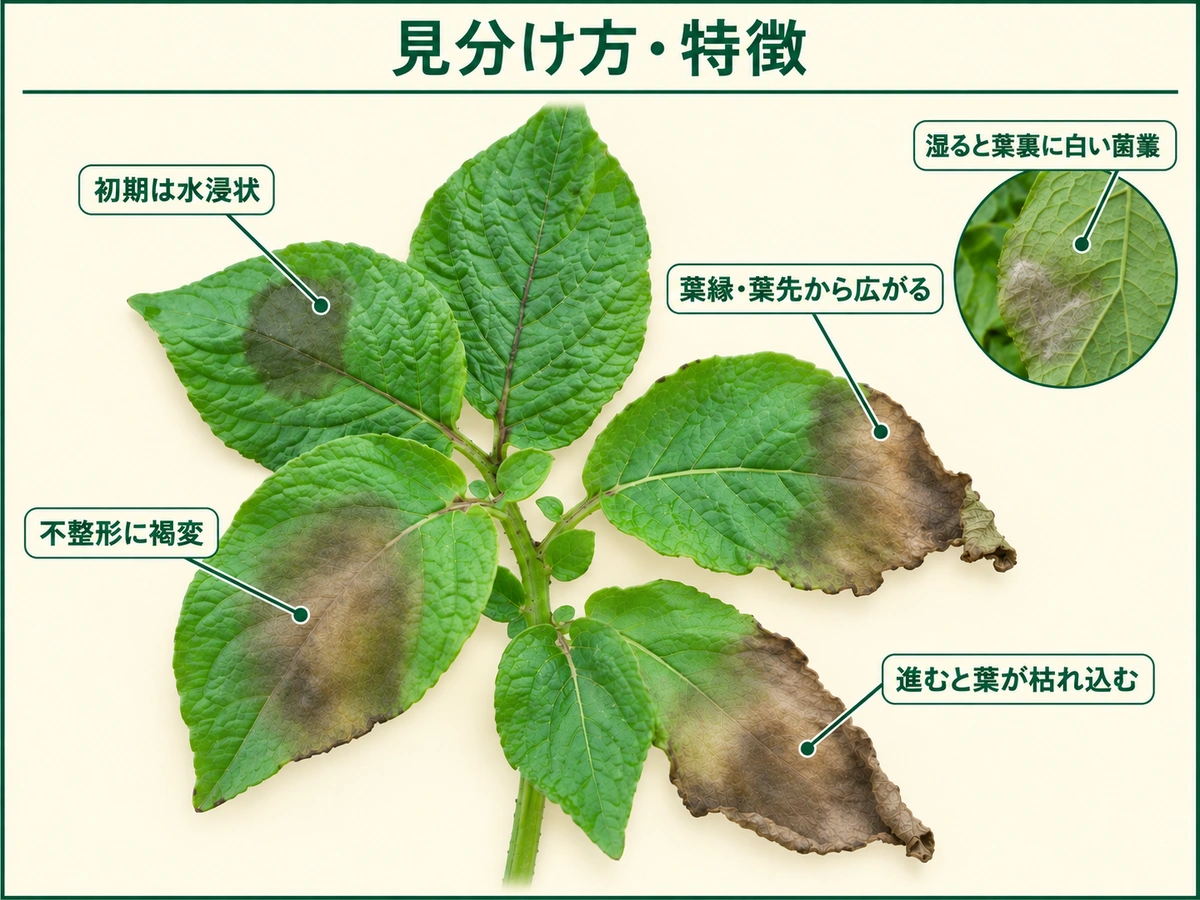 ジャガイモ疫病の見分け方として水浸状病斑、葉裏の白いかび、不整形の褐変、茎の褐色腐敗を示した図解