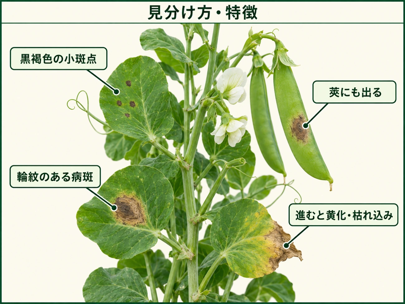 サヤエンドウ褐紋病の見分け方として黒褐色の小斑点、輪紋病斑、莢の病斑、黄化枯れ込みを示した図解