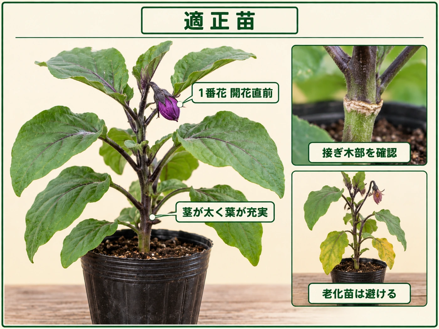 1番花が開花直前で茎葉が充実したナスの適正苗と老化苗、接ぎ木部の確認ポイント