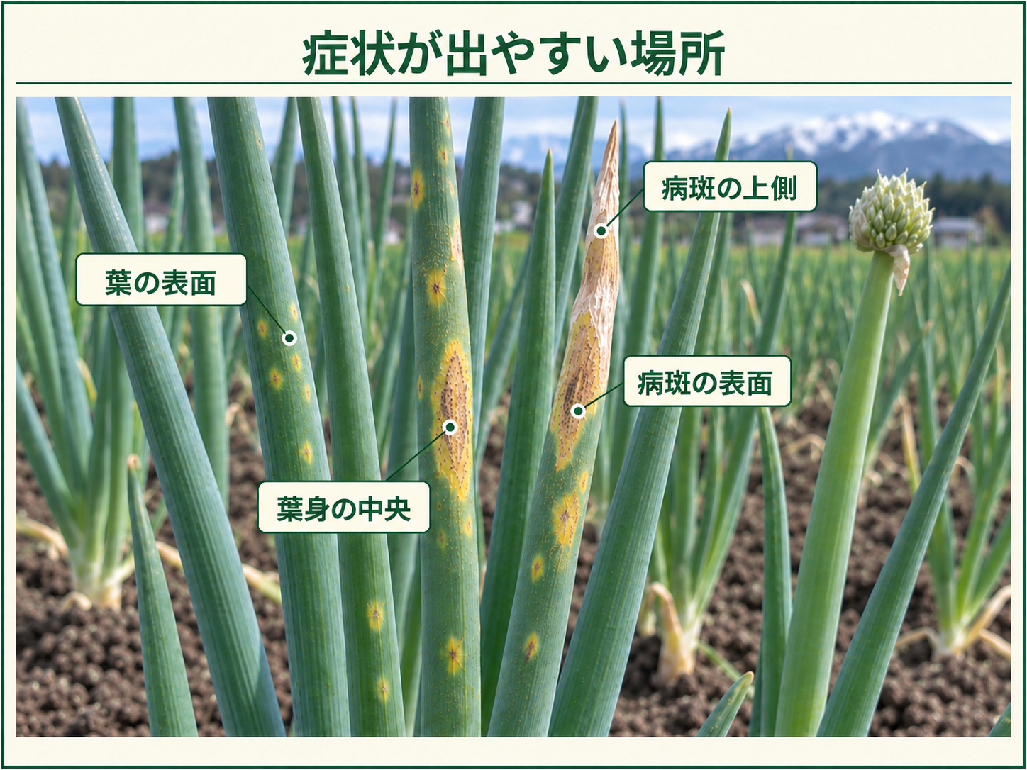 ネギ黄斑病の症状が出やすい葉の表面、葉身の中央、病斑の上側、病斑の表面を示した図解