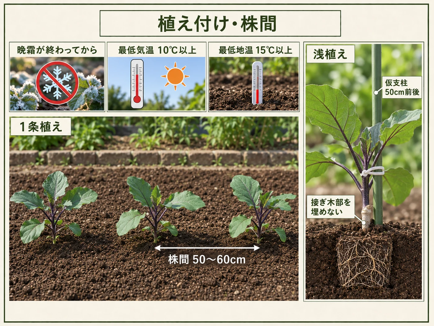 ナスを晩霜後、最低気温10℃・最低地温15℃以上で株間50〜60cmの1条に浅植えする方法