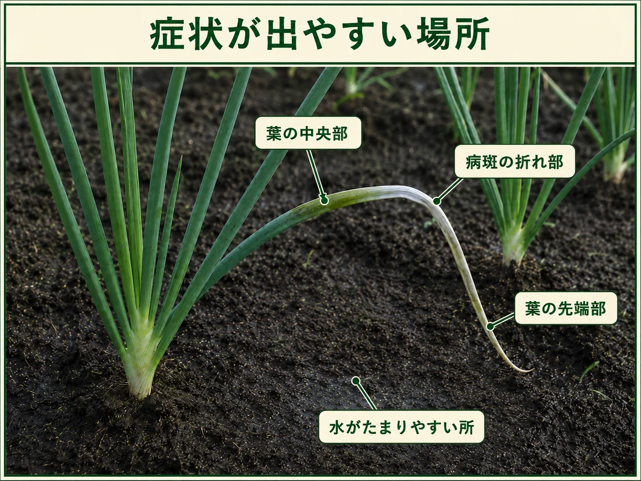 タマネギ白色疫病の症状が出やすい葉中央部、病斑の折れ部、葉先、水がたまりやすい場所を示した図解