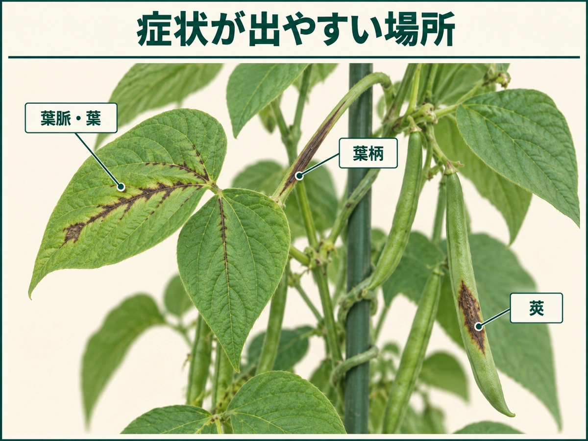 インゲン炭疽病の症状が出やすい葉、葉柄、莢の位置を示した図解
