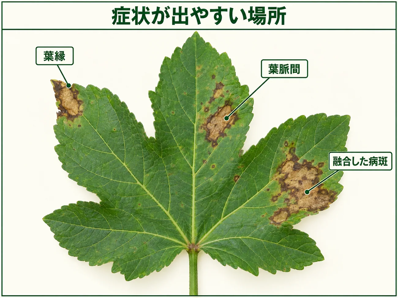 オクラ葉枯細菌病の症状が出やすい葉縁、葉脈間、融合した病斑を示した図解